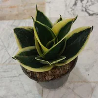 گل کالانکوئه.پپرومیا قطره باران. بلک گلد.درختچه|گل و گیاه طبیعی|قم, نیروگاه|دیوار