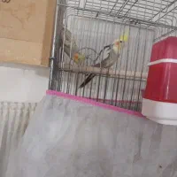 عروس هلندی با قفس کاسکو و جوجه