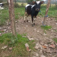 گاو لیشه|حیوانات مزرعه|آستانه اشرفیه, |دیوار