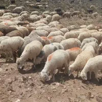 تعدادی میش گوزلی فروشی