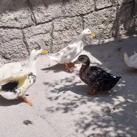 اردک ۴ عدد