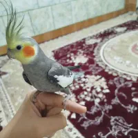 عروس هلندی سخنگو|پرنده|دهاقان, |دیوار