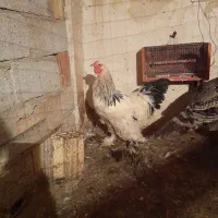 خورس وبوقلمو