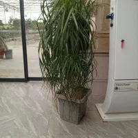 گل وگیاه اپارتمانی 30%تخفیف شب یلدا