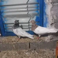 کبوتر سینه. کله زرد.|پرنده|بجنورد, |دیوار