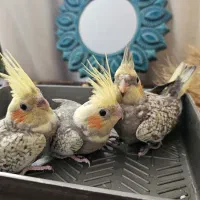 عروس هلندی نرمخور