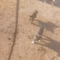 کوچ سگ افغانی فروشی