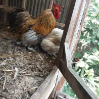 مرغ و خروس کوشین