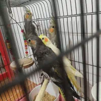 تعدادی عروس هلندی تازه دونخور رام|پرنده|ساری, |دیوار