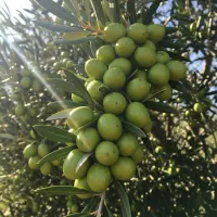 نهال زیتون تخفیف ویژه ارسال رایگان به سراسر کشور