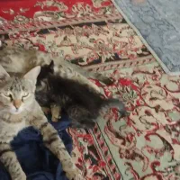 ۴تابچه گربه