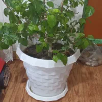 گل طبیعی|گل و گیاه طبیعی|شاهین دژ, |دیوار