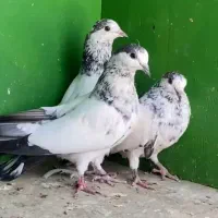 پاکستانی درجه یک|پرنده|میناب, |دیوار