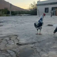 خروس گلین جوان|حیوانات مزرعه|بن, |دیوار