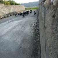 بوقلمون|حیوانات مزرعه|بهبهان, |دیوار