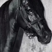 مجموعه سوارکاری مارال