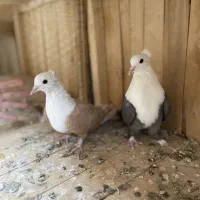 کربلایی کلسفید کاکلی زرد سبز