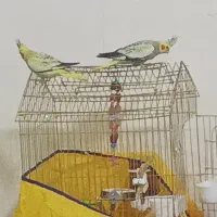 طوطی عروس هلندی بچ|پرنده|مریوان, |دیوار