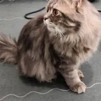 گربه نژاددار