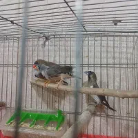 فنچ بنگالی و زبرا|پرنده|نسیمشهر, |دیوار