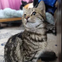 واگذاری گربه|گربه|نیشابور, شهرآرا|دیوار