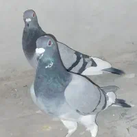 فروش چند جفت پلاکی درجه یک|پرنده|مرودشت, تامین اجتماعی|دیوار