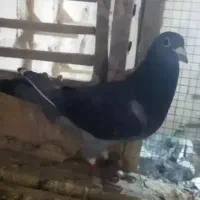 کبوتر پلاکی پدر مادر نشسته