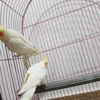 عروس هلندی|پرنده|قم, علی آباد سعدگان|دیوار