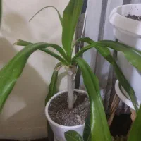 گیاه برگ موزی ولیندا