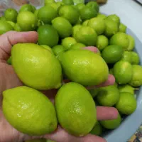 لیموتازه