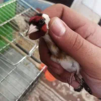 سهره|پرنده|تهران, ترمینال جنوب|دیوار