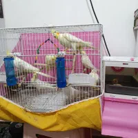 عروس هلندی|پرنده|فریدون‌کنار, |دیوار