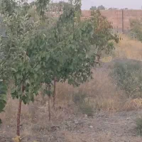 باغ ب متراژ 1500 متر|فروش خانه و ویلا|شبستر, |دیوار