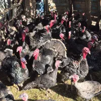 بوقلمون و قوغاز آفریقایی اصل