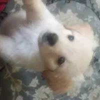 سگ اشتپیز