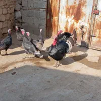 دو بوقلمون نر پنج بوقلمون ماده|حیوانات مزرعه|انزل, |دیوار