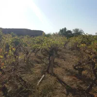 باغ انگوری ملکی ۱۰۰۰ متری روستای مغان|فروش زمین و ملک کلنگی|کاشمر, |دیوار