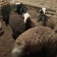 بره نر