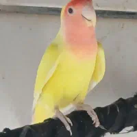 طوطی برزیلی|پرنده|برازجان, |دیوار