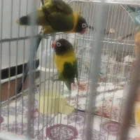 ۱عدد کوتوله نر
