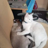 دو گربه هیمالیا و دی اج اس همراه با شناسنامه