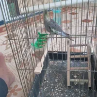 عروس هلندی نر ۱۲ماه باقفس