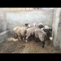 میش چاع|حیوانات مزرعه|شیراز, سلطان آباد|دیوار