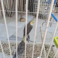 دو جفت عروس هلندی یا پاریس|پرنده|کارون, |دیوار