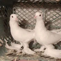 کفتر
