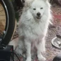 جفت سگنروماده خوشگل ودوست داشتنی|سگ|بهبهان, |دیوار