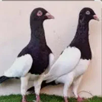 کبوتر