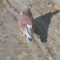 کبوتر|پرنده|نیشابور, شهرک بسیج|دیوار