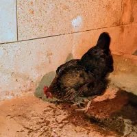 مرغ خانگی تخم گذار|حیوانات مزرعه|تهران, مسعودیه|دیوار