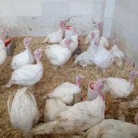 فروش بوقلمون زنده